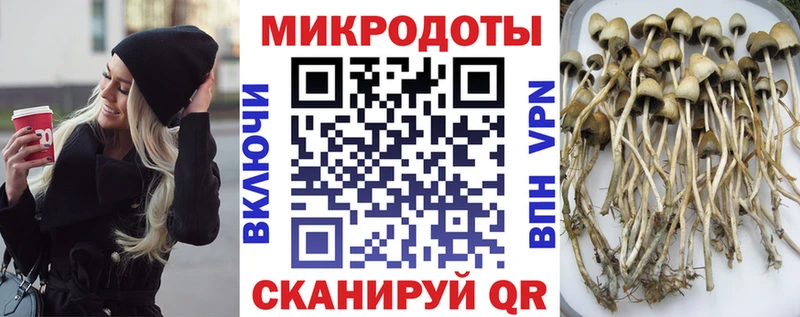 Купить  Коркино  Псилоцибиновые грибы Psilocybine cubensis 